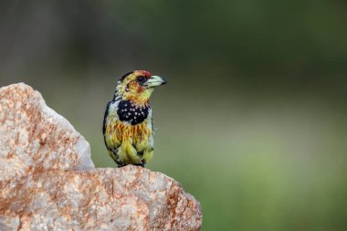 Crested Barbet standing front view on a rock in Kruger National park, South Africa ; Specie Trachyphonus vaillantii family of Ramphastidae clipart