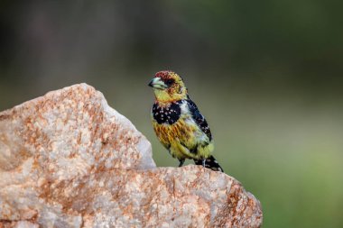 Güney Afrika 'daki Kruger Ulusal Parkı' nda bir kayanın üzerinde duran Barbet arması; Ramphastidae ailesinden Specie Trachyphonus vaillantii