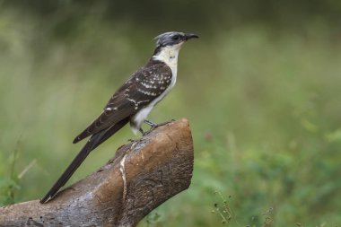 Great Spotted Cuckoo standing side view on a log in Kruger National park, South Africa ; Specie Clamator glandarius family of Cuculidae  clipart