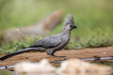 Güney Afrika 'daki Kruger Ulusal Parkı' ndaki su birikintisi boyunca duran gri kuş, Musophagidae familyasına ait olan Specie Corythaixoides. 