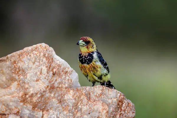 Crested Barbet Στέκεται Μπροστά Άποψη Ένα Βράχο Στο Kruger National — Φωτογραφία Αρχείου