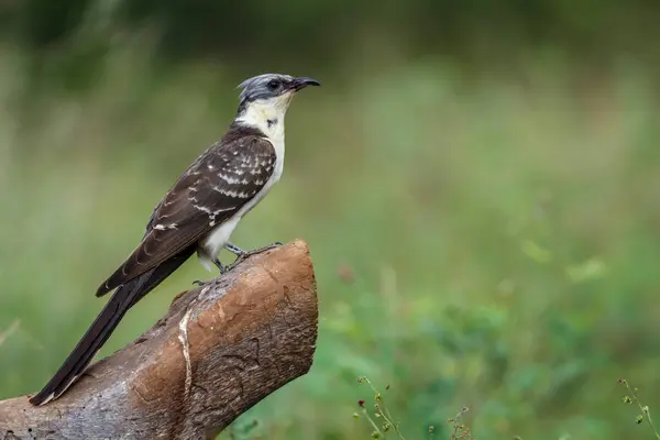 stock image Great Spotted Cuckoo standing side view on a log in Kruger National park, South Africa ; Specie Clamator glandarius family of Cuculidae 