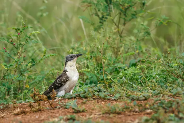 stock image Great Spotted Cuckoo standing ground level in grass in Kruger National park, South Africa ; Specie Clamator glandarius family of Cuculidae 