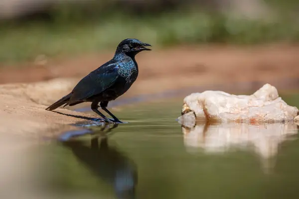Cape Glossy Starling Juvenile Lungo Watehole Nel Kruger National Park Immagini Stock Royalty Free