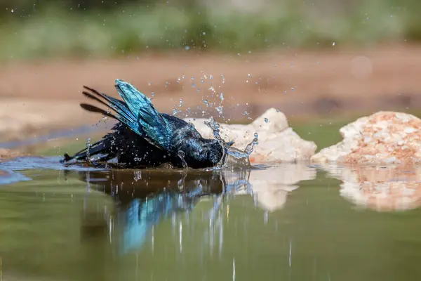 Cape Glossy Starling Banhos Juvenis Waterhole Parque Nacional Kruger África Fotos De Bancos De Imagens