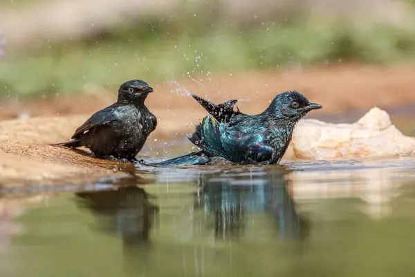 Dos Juveniles Cape Glossy Starling Bañándose Pozo Agua Parque Nacional Fotos de stock libres de derechos