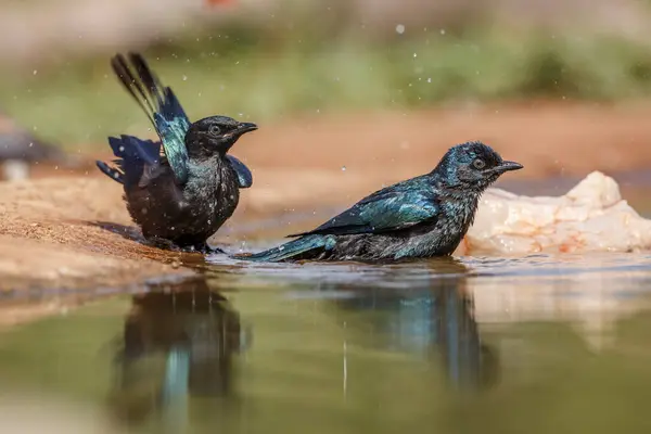 Dos Juveniles Cape Glossy Starling Bañándose Pozo Agua Parque Nacional Imágenes de stock libres de derechos