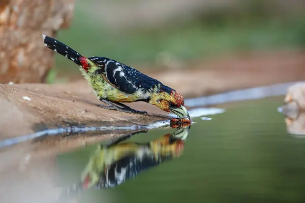 Crested Barbet Captura Insecto Pozo Agua Parque Nacional Kruger Sudáfrica Imágenes de stock libres de derechos