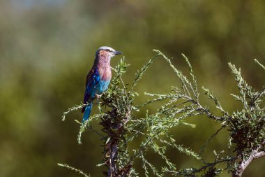 Güney Afrika 'daki Kruger Ulusal Parkı' ndaki doğal arka planda izole edilmiş bir çalıda duran leylak göğüslü patenci; Coraciidae familyasından Specie Coracias caudatus