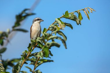 Güney Afrika 'daki Kruger Ulusal Parkı' ndaki çalıların üzerinde duran kırmızı sırtlı Shrike kadın Laniiidae ailesinden Specie Lanius Collurio