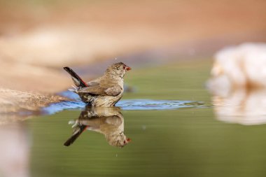 Red-billed Firefinch female !bathing in waterhole in Kruger National park, South Africa ; Specie family Lagonosticta senegala of Estrildidae clipart