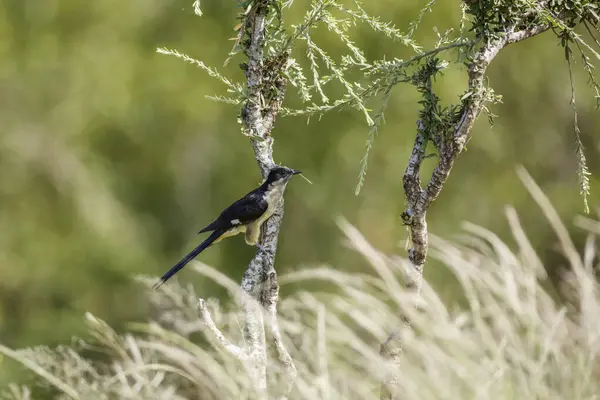 Pied Cuckoo Debout Vue Latérale Sur Une Branche Dans Parc Images De Stock Libres De Droits