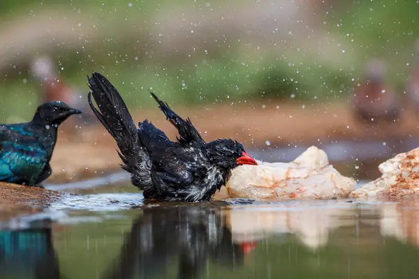 Red Billed Buffalo Weaver Bathing Waterhole Kruger National Park South Royalty Free Stock Images