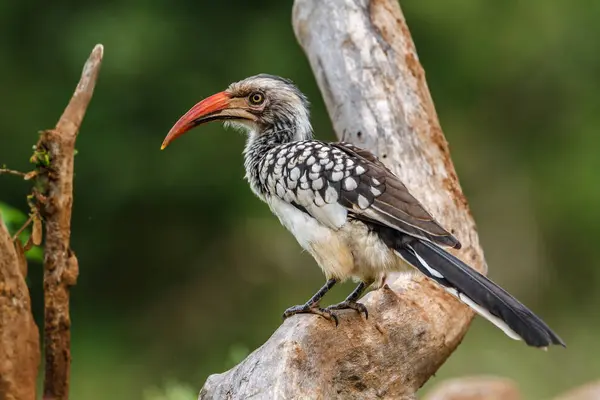 Southern Red Χρεώνεται Hornbill Στέκεται Ένα Κούτσουρο Στο Kruger National Εικόνα Αρχείου