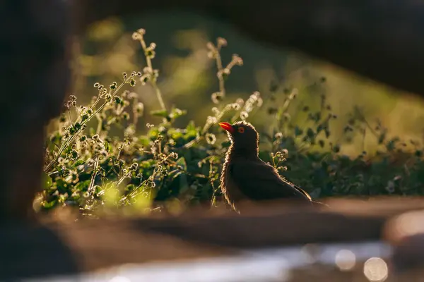 Oxpecker Bec Rouge Debout Sur Sol Dans Rétroéclairage Dans Parc Images De Stock Libres De Droits