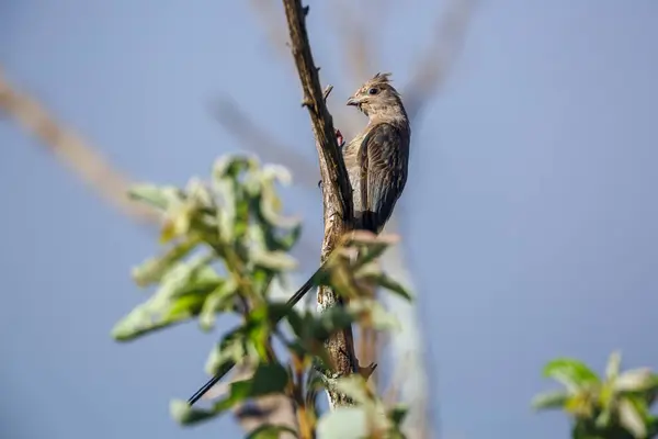 Red Faced Mousebird Juvenile Standing Branch Kruger National Park South Imagen de archivo