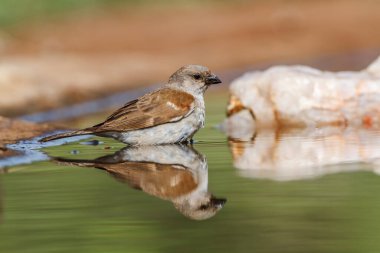 Güney Gri Saçlı Serçe Güney Afrika 'daki Kruger Ulusal Parkı' nda su birikintisinde yıkanıyor.