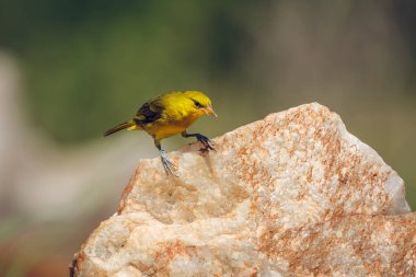 Gözlüklü Weaver, Güney Afrika 'daki Kruger Ulusal Parkı' ndaki bir kayanın önünde duruyordu; Specie Ploceus ocularis ailesi