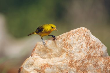 Spectacled Weaver standing front view on a rock in Kruger National park, South Africa ; Specie Ploceus ocularis family of Ploceidae clipart