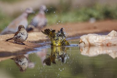 Weaver 'ın Güney Afrika' daki Kruger Ulusal Parkı 'nda, Specie Ploceus ocularis' in Ploceidae familyasındaki su birikintisinde yıkanmasını izledik.