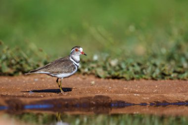 Three banded Plover along waterhole in Kruger National park, South Africa ; Specie Charadrius tricollaris family of Charadriidae clipart