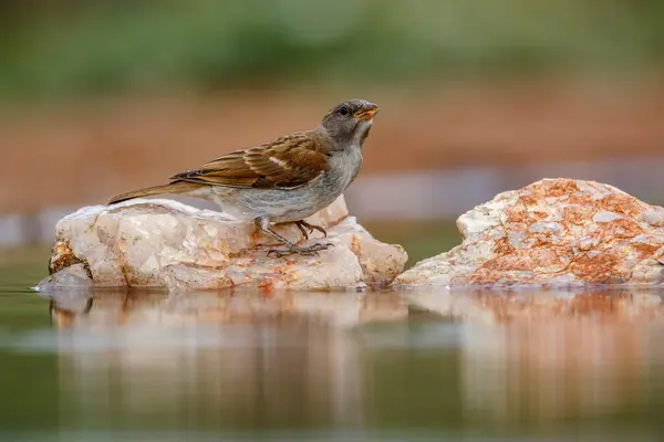 Southern Grey Headed Sparrow Standing Rock Middle Waterhole Kruger National — Stock Photo, Image