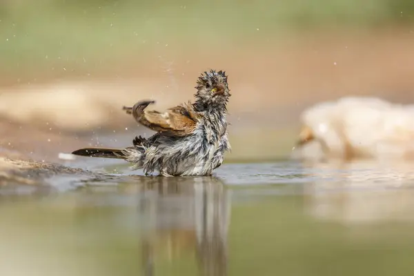 Southern Grey Headed Sparrow Bathing Waterhole Kruger National Park South — Stock Photo, Image