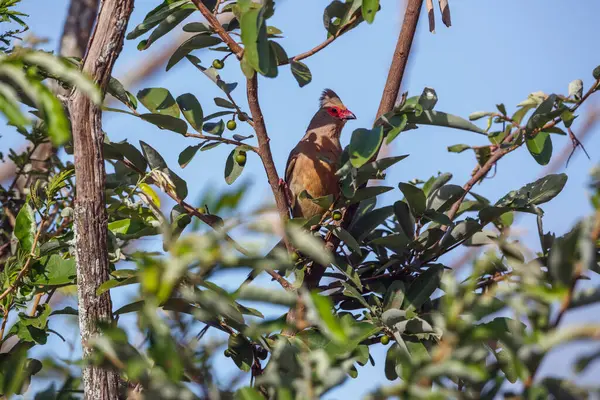 Roodkopmuisvogel Ondergedoken Struik Kruger National Park Zuid Afrika Soort Urocolius Rechtenvrije Stockafbeeldingen