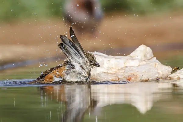南アフリカのクルーガー国立公園のウォーターホールでの南灰色の頭をしたスズメの入浴 ストック画像