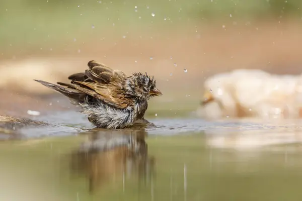 Südlicher Graukopf Sperling Badet Wasserloch Des Kruger Nationalparks Südafrika Familie lizenzfreie Stockfotos