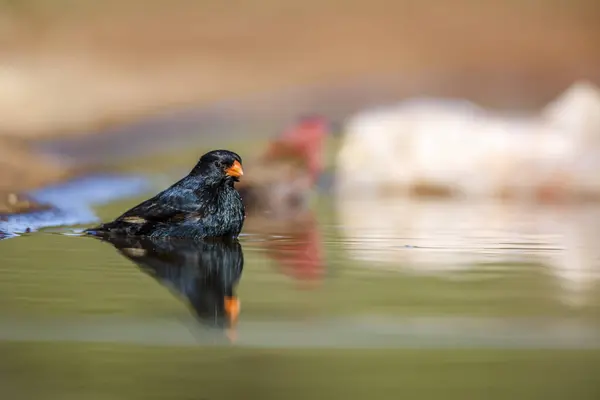 Village Indigobird Male Bathing Waterhole Kruger National Park South Africa Stock Picture