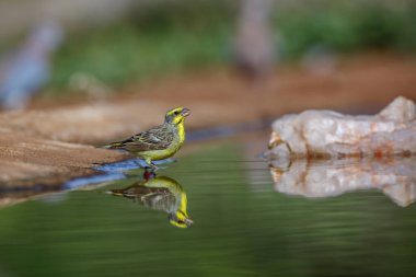 Güney Afrika 'daki Kruger Ulusal Parkı' nda yansımasıyla su birikintisinde duran sarı önlü Kanarya; Fringillidae familyasından Specie Crithagra mozambica