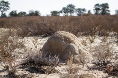 Güney Afrika 'daki Kgalagadi sınır ötesi parkındaki çalılıklarda termit tepeciği