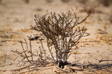 Güney Afrika 'daki Kgalagadi sınır ötesi parktaki çalı fabrikası.