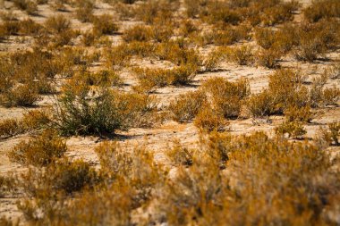 Scrubland scenery in Kgalagadi transfrontier park, South Africa clipart