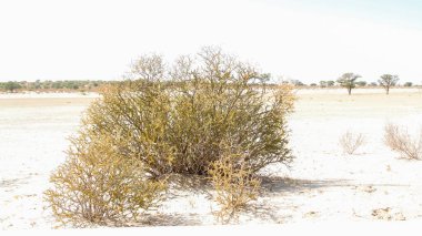 Güney Afrika 'daki Kgalagadi sınır ötesi parkında çalılık