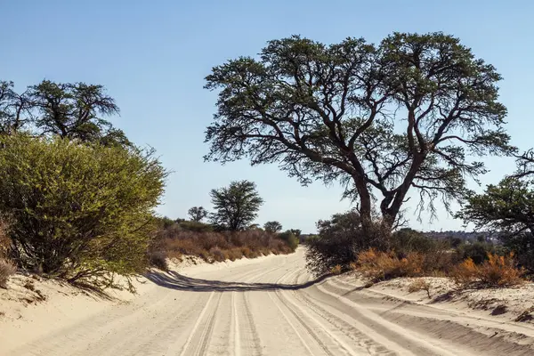 Safari Dirt Road Scenery Kgalagadi Transfrontier Park Dél Afrika Stock Kép