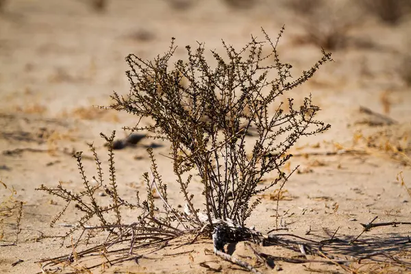 Usine Arbustes Dans Parc Transfrontalier Kgalagadi Afrique Sud Images De Stock Libres De Droits