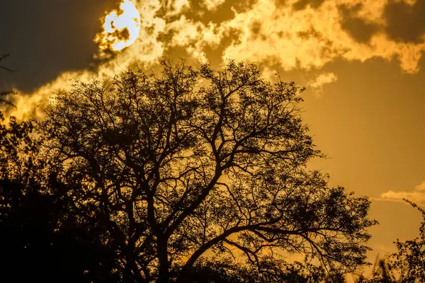 Ηλιοβασίλεμα Στον Θάμνο Στο Εθνικό Πάρκο Κρούγκερ Νότια Αφρική Εικόνα Αρχείου