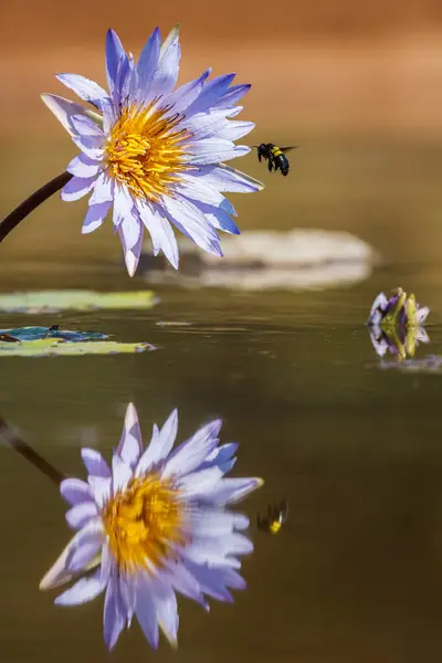 Λουλούδι Νούφαρο Flying Bug Και Αντανάκλαση Στο Kruger National Park Royalty Free Φωτογραφίες Αρχείου