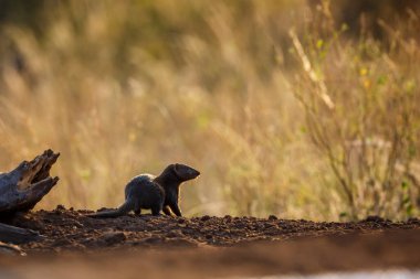 Common dwarf mongoose in Kruger National park, South Africa ; Specie Helogale parvula family of Herpestidae clipart