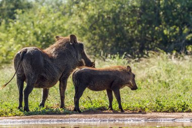 Güney Afrika 'daki Kruger Ulusal Parkı' nda, Suidae familyasından Specie Phacochoerus africanus 'un arka ışıklandırmasında dişi ve yavru domuz kaynaşması