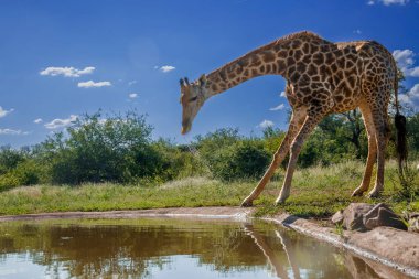 Güney Afrika 'daki Kruger Ulusal Parkı' ndaki su birikintisinde içen zürafa; Giraffidae ailesinden Tür Züraffa camelopardalis