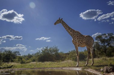 Güney Afrika Kruger Ulusal Parkı 'ndaki su birikintisinde duran zürafa; Giraffidae familyasından Specie Giraffa camelopardalis