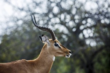 Güney Afrika 'daki Kruger Ulusal Parkı' nda izole edilmiş Impala boynuzlu erkek portresi; Bovidae ailesinden Specie Aepyceros melampus