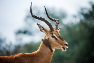 Güney Afrika 'daki Kruger Ulusal Parkı' nda tımarcı erkek portresi; Bovidae ailesinden Specie Aepyceros Melampus