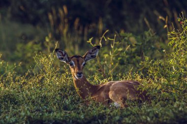 Güney Afrika 'daki Kruger Ulusal Parkı' nda çimlerin üzerinde yatan şirin genç Impala Bovidae ailesinden Specie Aepyceros Melampus.