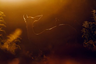 Güney Afrika 'daki Kruger Ulusal Parkı' nda okskakan silueti güneş ışığı ile yaygın Impala; Bovidae ailesinden Specie Aepyceros melampus