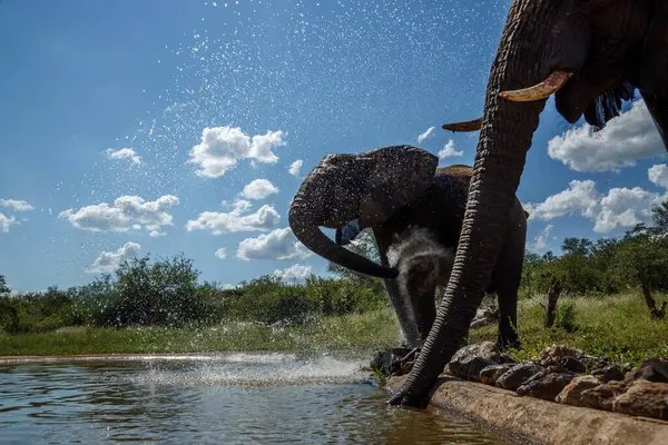 Zwei Afrikanische Buschelefanten Trinken Wasserloch Kruger Nationalpark Südafrika Familie Der lizenzfreie Stockbilder