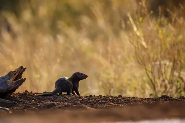 Common Dwarf Mongoose Kruger National Park South Africa Specie Helogale Stock Image